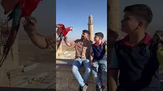 #dehamcan #shorts