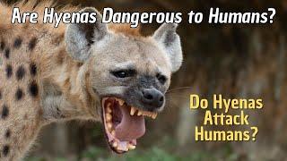 How Dangerous are Hyenas to Humans? Do Hyenas Attack Humans?