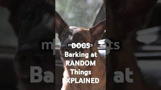 DOGS Barking at RANDOM Things EXPLAINED?