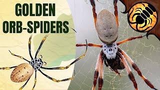 GOLDEN ORB-WEAVERS | A Guide to Australian Spiders