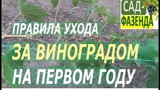 Виноград. Уход за виноградом на первом году