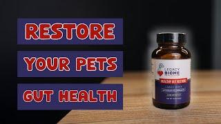 Restoring Pets Gut Health With Poop!?!