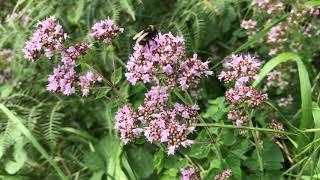 Identifying Wild Marjoram, Origanum vulgare, and how to use it
