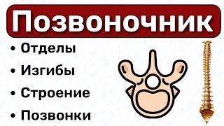 ПОЗВОНОЧНИК: анатомия, строение позвонков