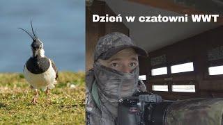 BIRD WATCHING, CZYLI OBSERWACJA PTAKÓW w czatowni WWT Londyn