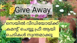 Sale video, Giveaway, mandivilla, theccoma,  Rose