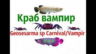 Краб вампир.Geosesarma sp Carnival/Vampir