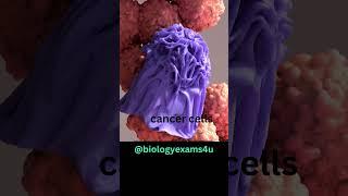 Macrophage eating Cancer Cell 3D Animation | Phagocytosis | Immunology @biologyexams4u