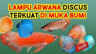 LAMPU TERKUAT DI MUKA BUMI UNTUK IKAN DISCUS & ARWANA | TANNING AROWANA | DISCUS FISH | SUPER VITAL