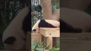 Another boring day#panda #cutepanda 