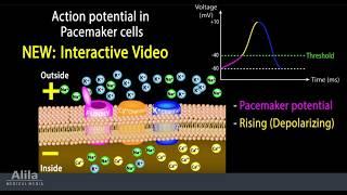 NEW: INTERACTIVE Animation with Quiz: Cardiac Action Potential in Pacemaker Cells