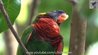 Too much feasting! Sleepy COCONUT LORIKEET nodded off to dreamland