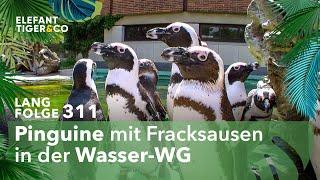 Pinguin trifft auf Seebär (Langfolge 311) | Elefant, Tiger & Co. | ARD