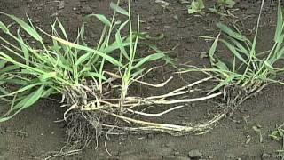 Farm Basics-Types of Weeds #644 (Air Date 8/8/10)