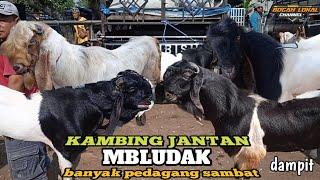 TERUPDATE HARI INI‼️HARGA KAMBING JANTAN MBLUDAK  DI  PASAR DAMPIT  DI TGL 8 NOV 2024