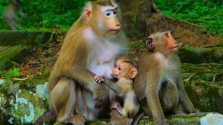 Why Monkey Rose does not love her daughter like this? Monkey Rose Does Care For Baby Robin & Brady