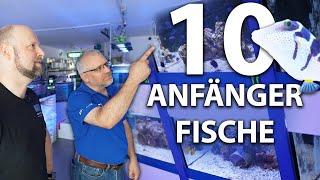 10 Anfängerfische für dein Meerwasseraquarium von @nautilusaquaristik7151