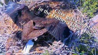 #504Captiva Eagle Nest／CliveConnie／Dasher & Dancer ／Window To Wildlife／Captiva Eagle Cam