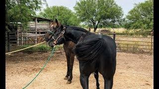 RANCHOLAROSA.MR. PEPONITA PUDDEN/SEMENTAL DESDE 2009,11 AÑOS#CUARTOSDEMILLA