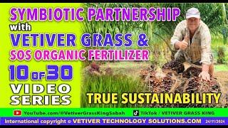 SERIES 10 of 30) VETIVER TECHNICALLY SOLUTIONS © SYMBIOTIC PARTNERSHIP with PALM OIL TREES  27.11.24