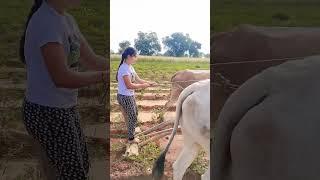 Framer Garl .. #publicfarmer #karnataka #farmers #agriculture #india  #viral #kannada