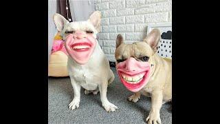 Best French Bulldog Memes #youtubeshorts #funny #shorts #funnydogs #meme #