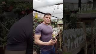 Зачем пикировать рассаду #теплица #огород #сад
