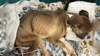 The Skinny Dog Trapped in a Cage Filled with Urine and Feces, Too Weak to Move