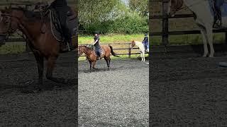 The little flying change 🩷 #fypシ゚ #horse #canter #showjumping #polework #flyingchange #shorts