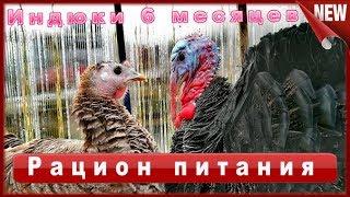 Индюк домашний!!!Мои ошибки !!! Содержание, Выращивание, Кормление и Уход в домашних условиях