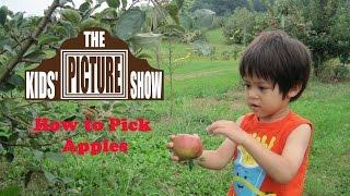 How to Pick Apples - The Kids' Picture Show (Fun & Educational Learning Video)