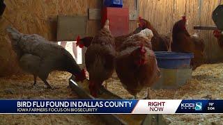 Bird flu detected in backyard flock in Dallas County