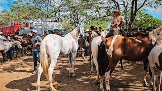 FEIRA DE CAVALOS DE CARUARU PE, LOTADA PÓS CARNAVAL, TERÇA FEIRA, (11/03/25) #nordeste