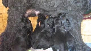 Щенки Ариадна х Сильвер, 25 дней / PUPPIES Black Russian Terrier ! Age 25 days.