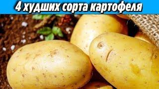 Не советую тратить на этот картофель лишнее время Топ 4 худших сорта картофеля Дачные Советы