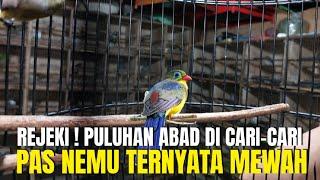 REJEKI ! PULUHAN ABAD CARI² BURUNG EKSOTIS UNIK ANTIK LANGKA GAK DAPET PAS NEMU TERNYATA MEWAH