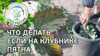 Белые и бурые пятна на клубнике. Как бороться с белой и бурой пятнистостью клубники.