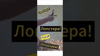 Отпускаем Рака или Лопстера на волю!