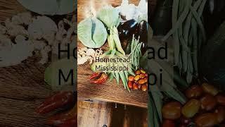 Homestead Mississippi mini Harvest