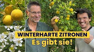 WINTERHARTE Zitrone  für JEDEN Garten! Ich besuche den Wildobstspezialisten!