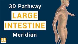 Large Intestine Meridian - 3D pathway from point to point