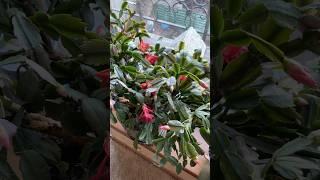 Повторное цветение Декабриста. Алматы 18.03.25г.#кактусшлюмбергера #декабрист