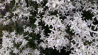 #clematis / Как заставить цвести клематис белый Маньчжурский (лат. сlematis mansсhurica  Rupr.)