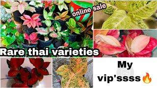 My VIP'sss Aglonima varieties...Thai red cabbage..prakaipet..white legacy...online sale 