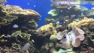 Barrier Reef - Aquarium Exhibits