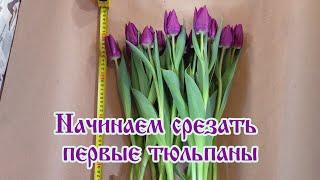 Начинаем срезать первые тюльпаны