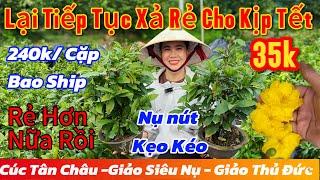 11/1️0914999920️Mai Vàng Chơi Tết Giá Rẻxả 35k/Cây-1Cặp 240k Bao Ship-cúc Tân châu-giảo siêu nụ…