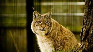 Lynx in Russia Zoo Becomes Best Friends With Stray Cat