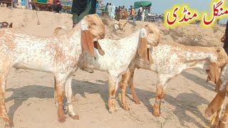 Hasilpur Bakra Mandi update Ajmal TV Hasilpur