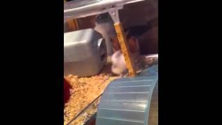 Hamster v cotton wool